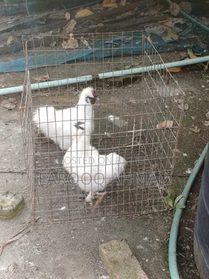 Silky Rooster