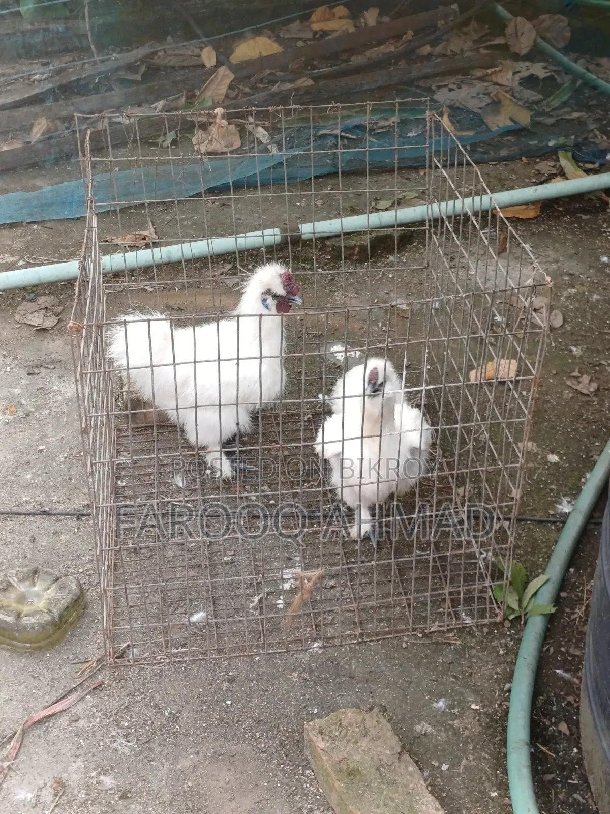 Silky Rooster