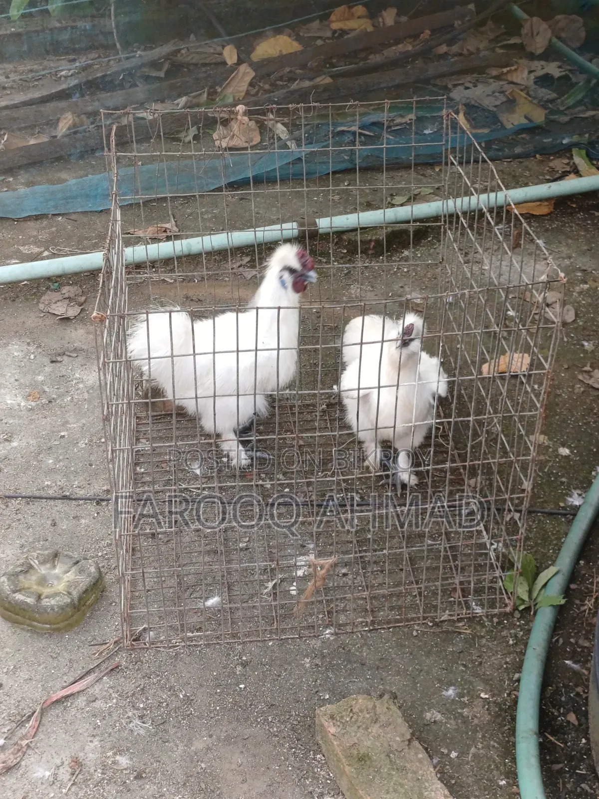 Silky Rooster