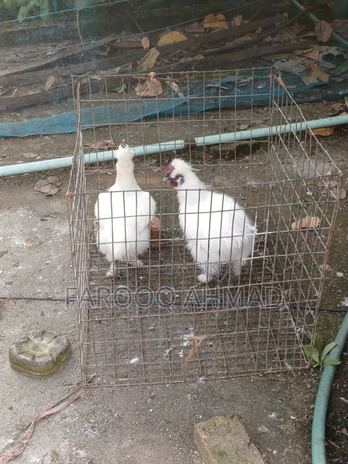 Silky Rooster