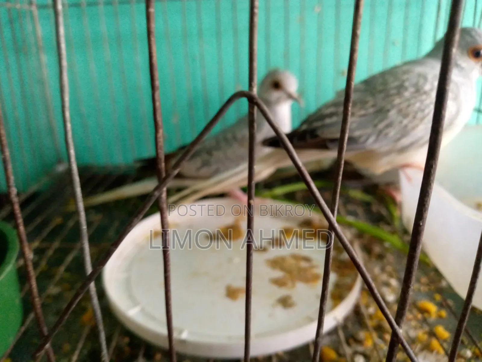 এক জোড়া ঘুঘু পাখি বিক্রি হবে ডায়মন্ড ঘুঘু