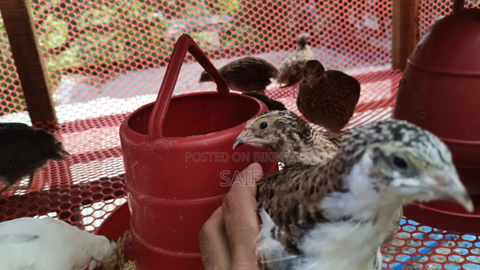 Giant Coturnix Quail Bird