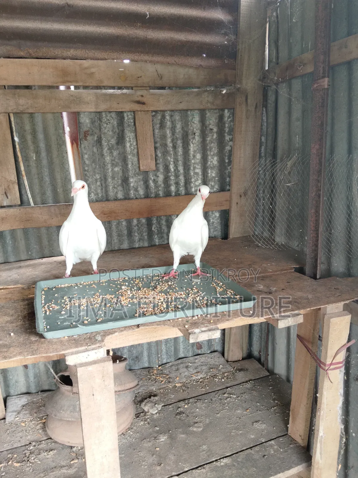 এক জোড়া ১টা এডাল্ট