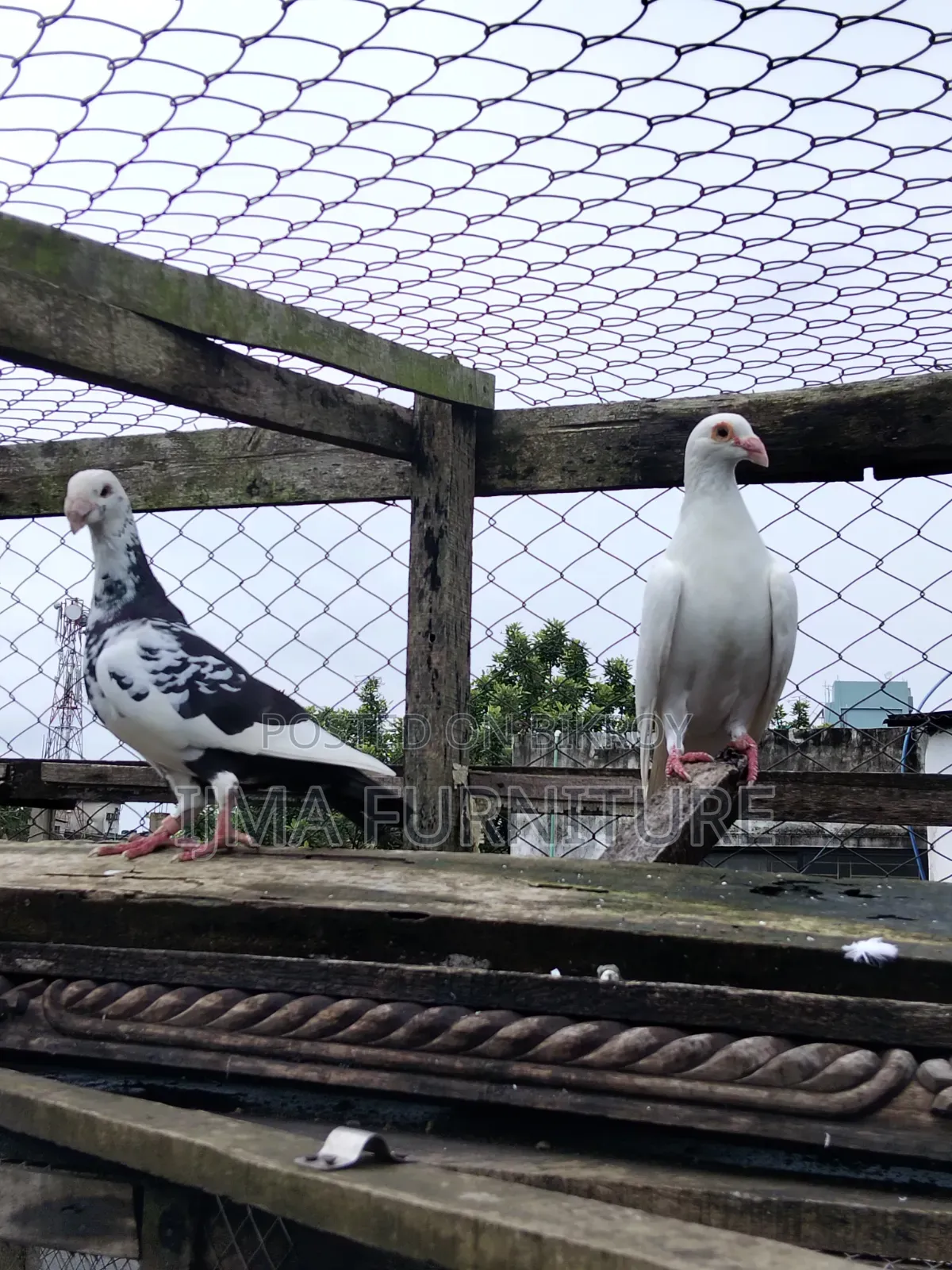 এক জোড়া ১টা এডাল্ট