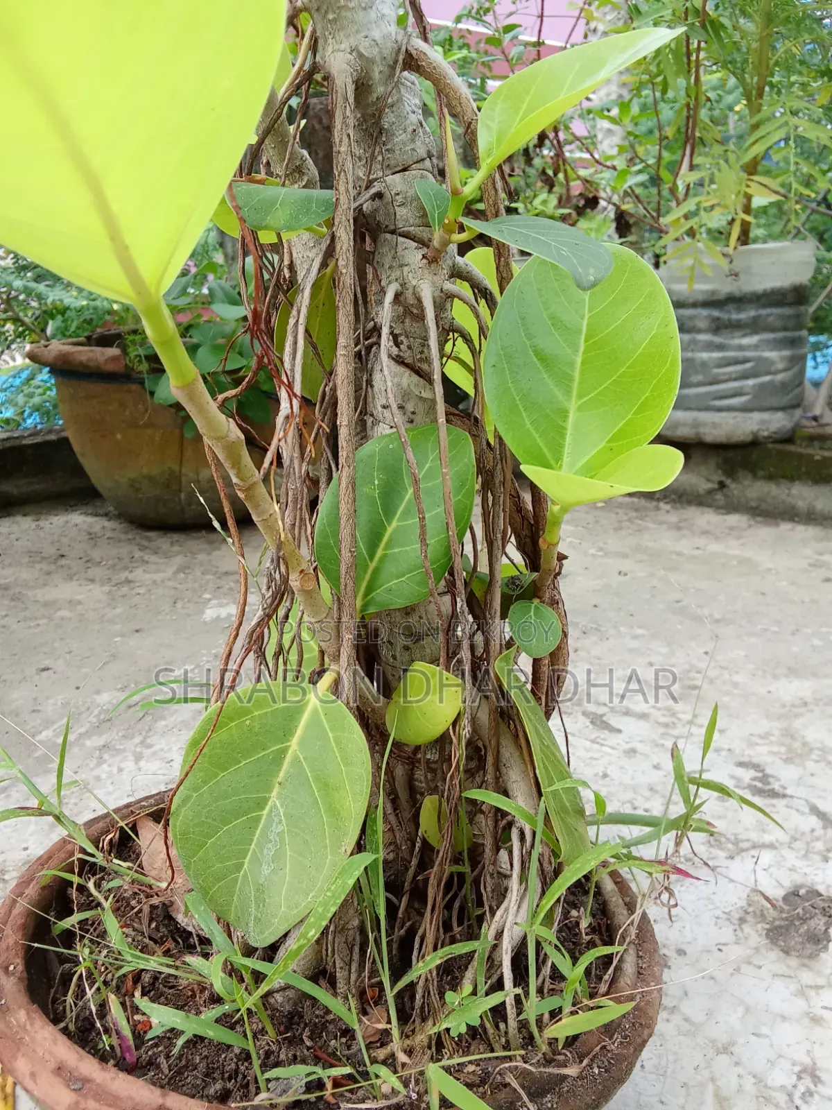 বনসাই গাছ ঝুরিও নামছে গাছে ৭ বছর পুরাতন গাছ