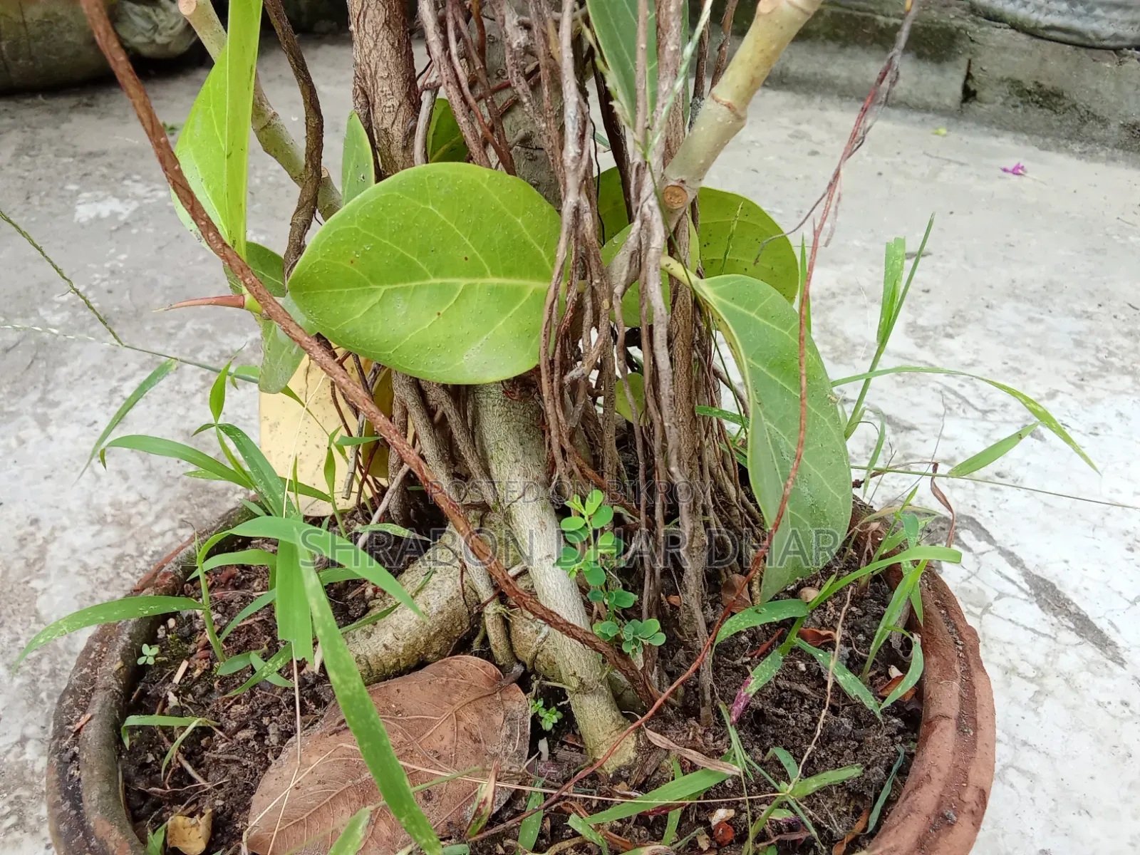 বনসাই গাছ ঝুরিও নামছে গাছে ৭ বছর পুরাতন গাছ