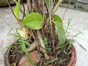 বনসাই গাছ ঝুরিও নামছে গাছে ৭ বছর পুরাতন গাছ
