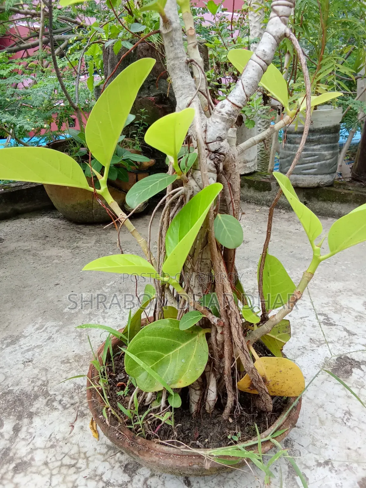 বনসাই গাছ ঝুরিও নামছে গাছে ৭ বছর পুরাতন গাছ