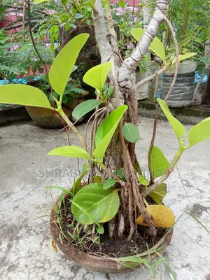 বনসাই গাছ ঝুরিও নামছে গাছে ৭ বছর পুরাতন গাছ