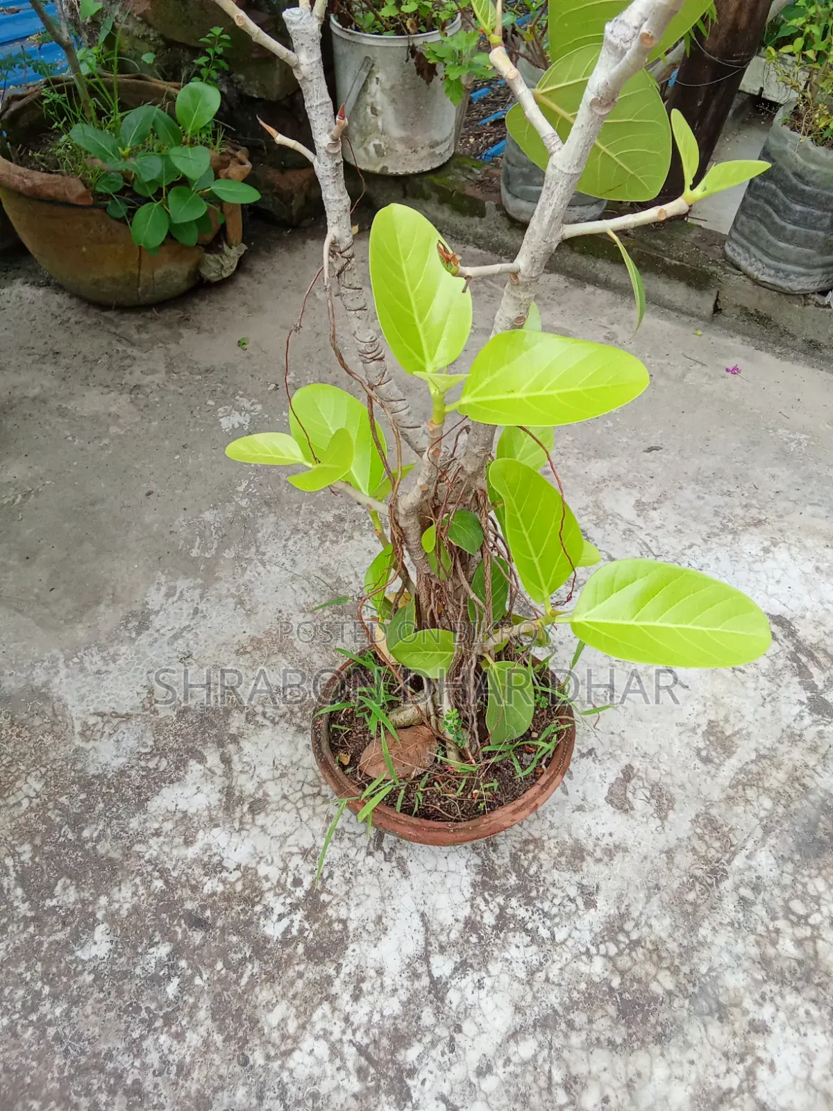 বনসাই গাছ ঝুরিও নামছে গাছে ৭ বছর পুরাতন গাছ