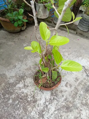 বনসাই গাছ ঝুরিও নামছে গাছে ৭ বছর পুরাতন গাছ