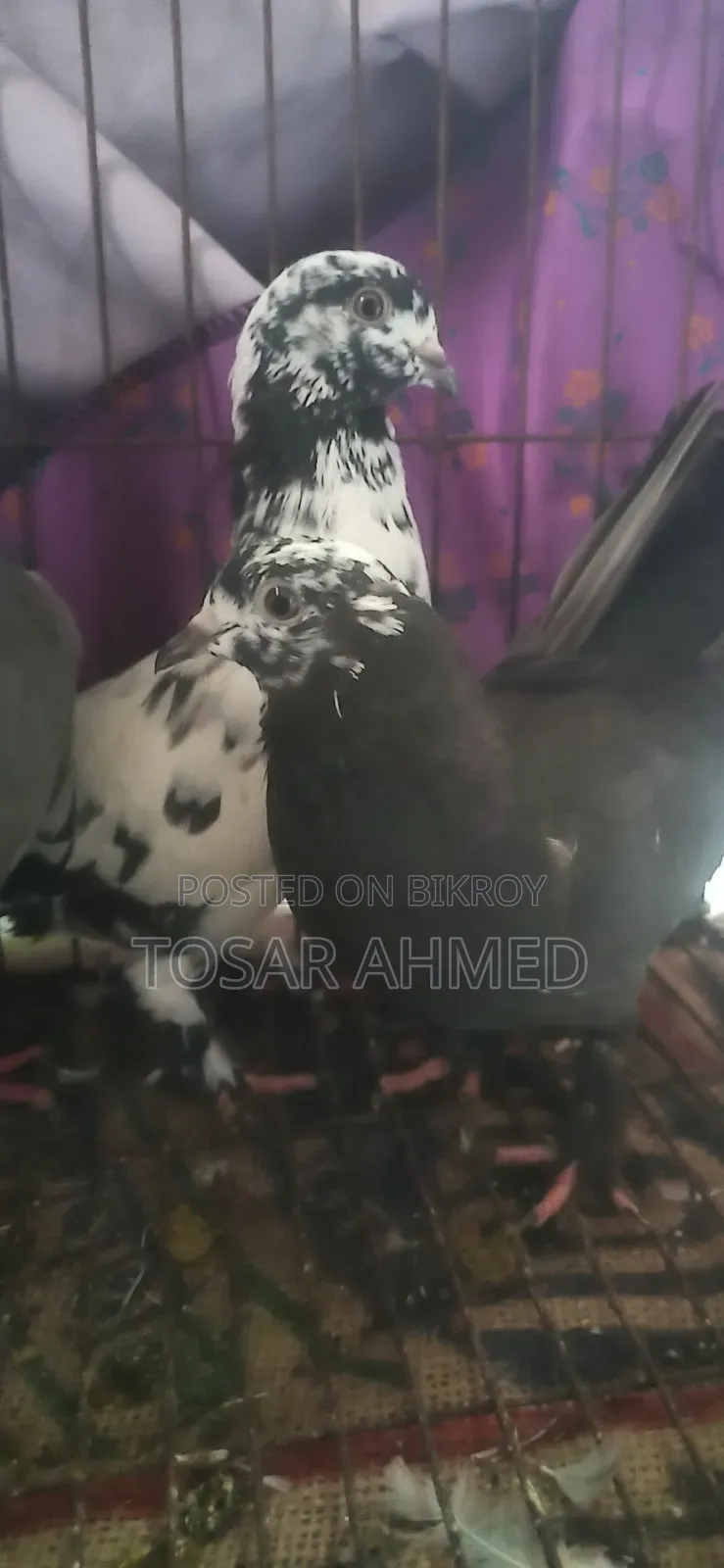 কবুতর ৩ জুড়া বাচ্চা সিরাজি জুড়া