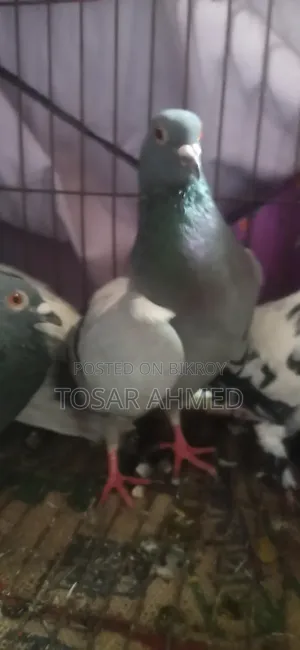 কবুতর ৩ জুড়া বাচ্চা সিরাজি জুড়া