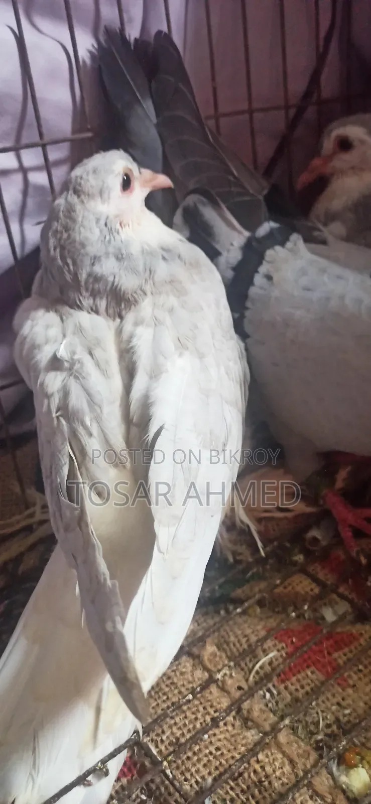 কবুতর ৩ জুড়া বাচ্চা সিরাজি জুড়া