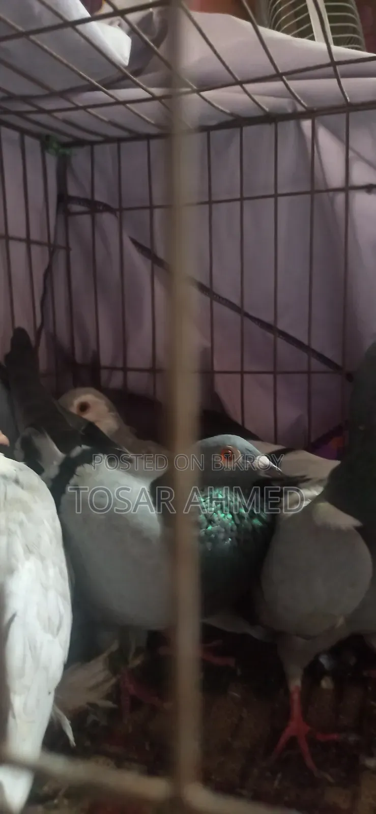কবুতর ৩ জুড়া বাচ্চা সিরাজি জুড়া
