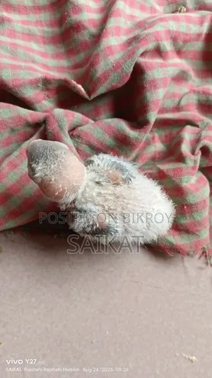 টেম সাইজ লাভ বার্ড