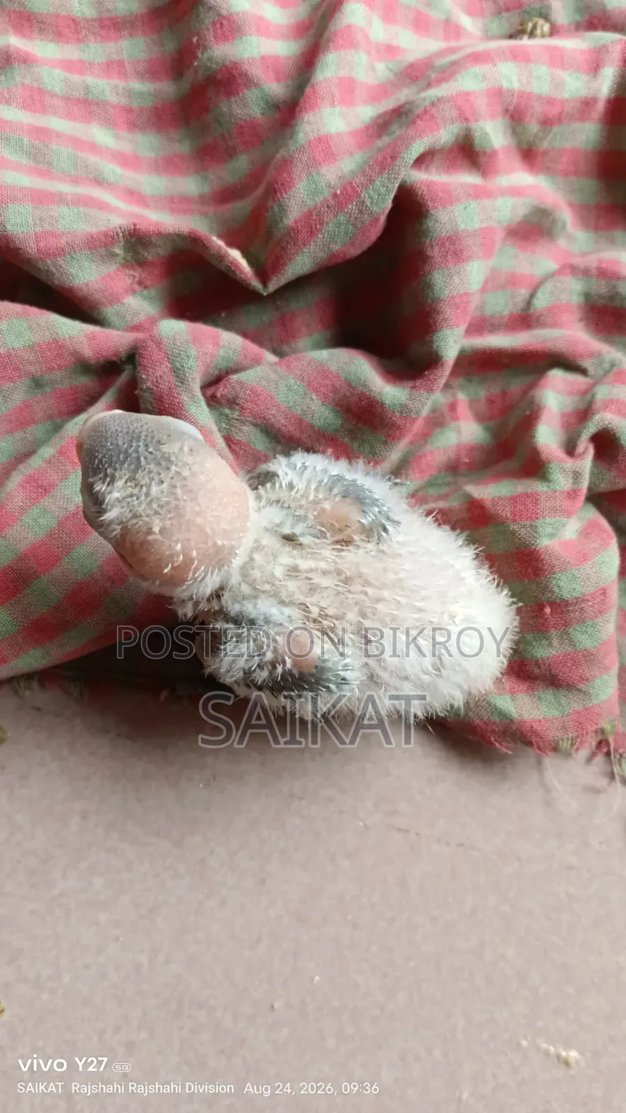 টেম সাইজ লাভ বার্ড