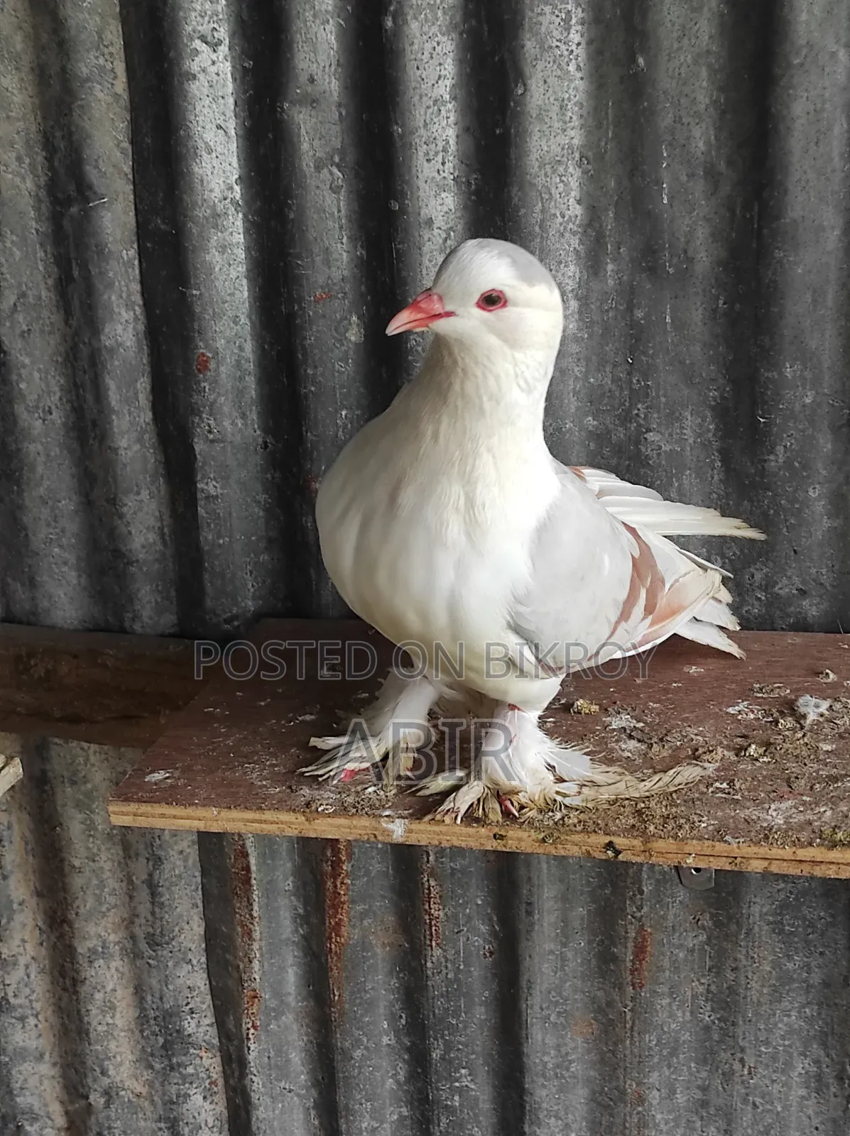 সিরাজ নর কবুতর