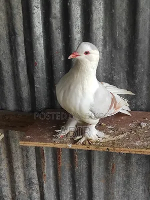 সিরাজ নর কবুতর