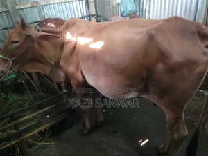 Advanced breed Sahiwal cow and 100% bull calf.