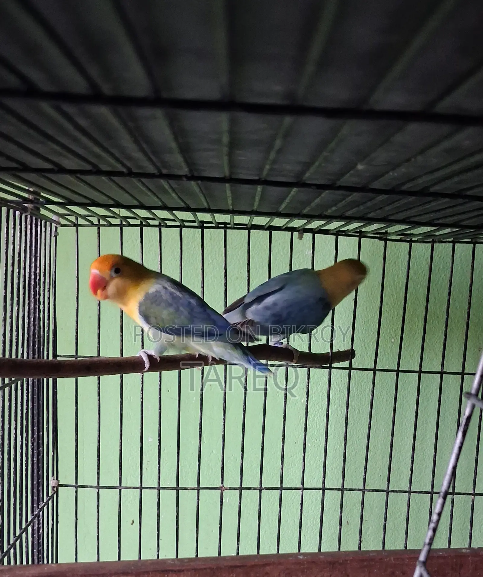 লাভ বার্ড জোড়া