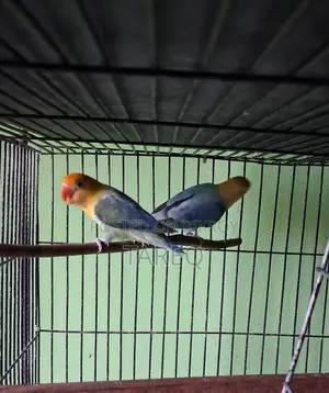 লাভ বার্ড জোড়া