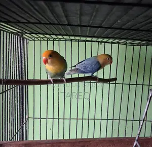 লাভ বার্ড জোড়া