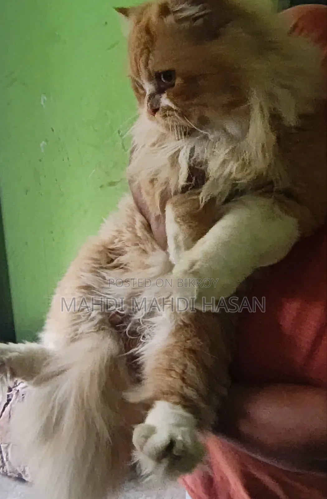 1+ Year Male Purebred Persian