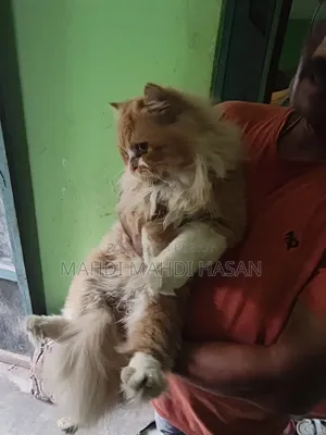 1+ Year Male Purebred Persian
