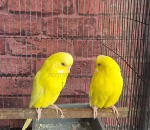 বাজরিগার পাখি