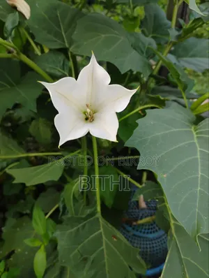 সোনালী মেঘের প্রকৃতির ছবি।