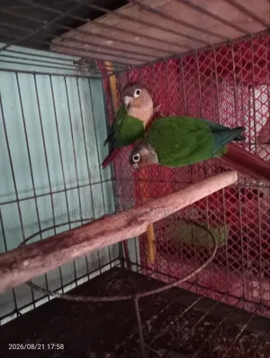 রানিং গ্রিন চিক কুনুর
