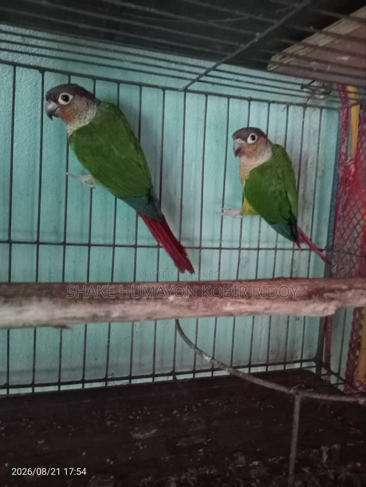 রানিং গ্রিন চিক কুনুর