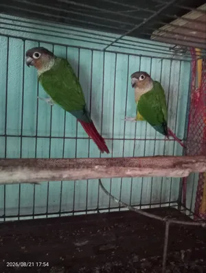 রানিং গ্রিন চিক কুনুর