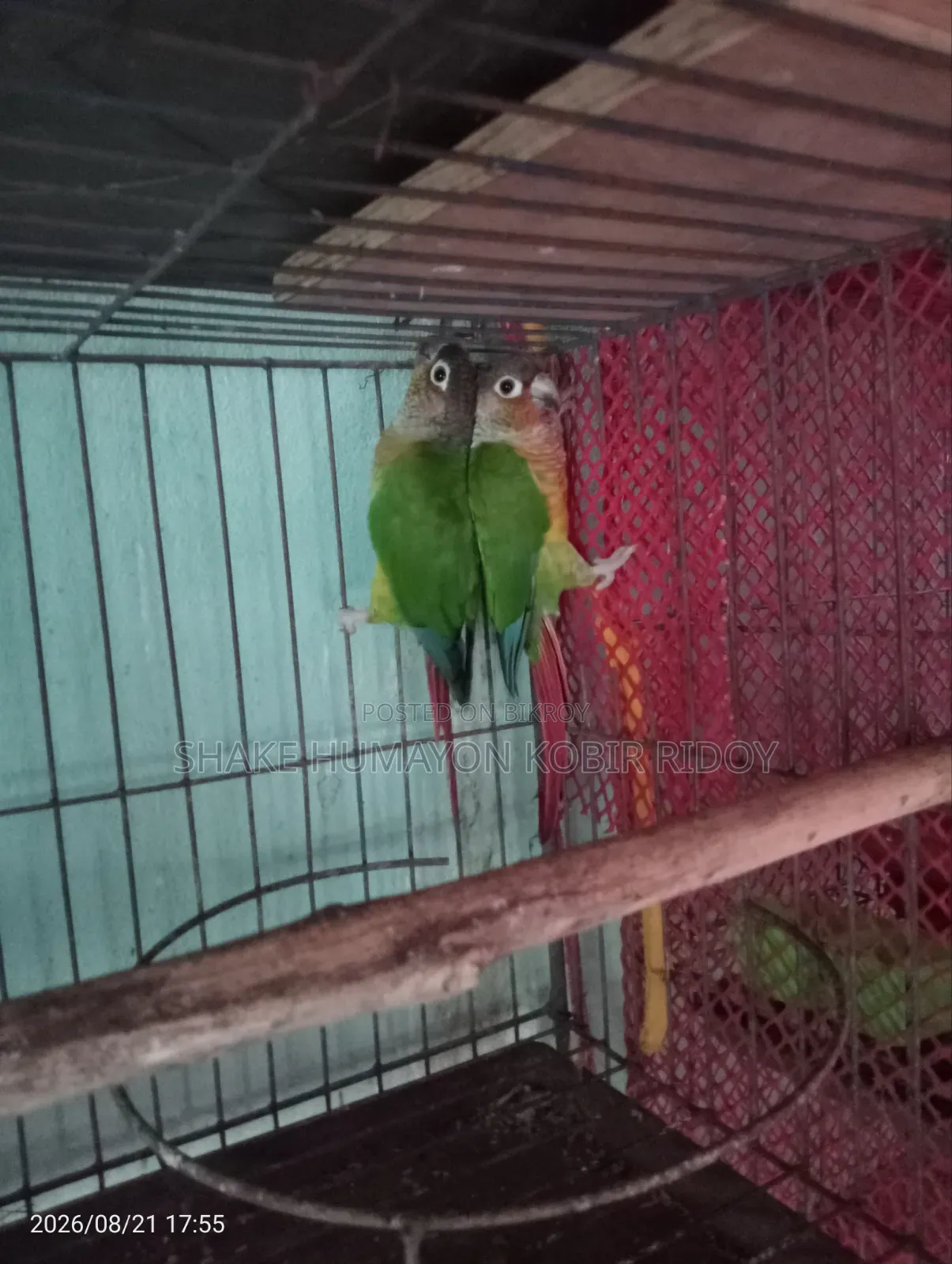 রানিং গ্রিন চিক কুনুর
