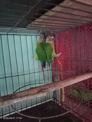 রানিং গ্রিন চিক কুনুর