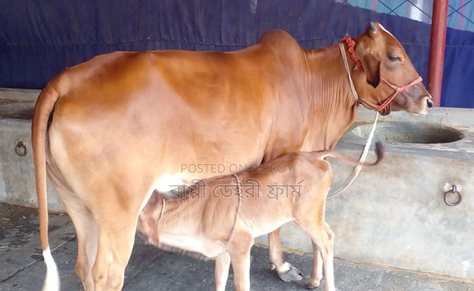 ১৫৭৬ নং গাভী গরু ভালো জাতের।