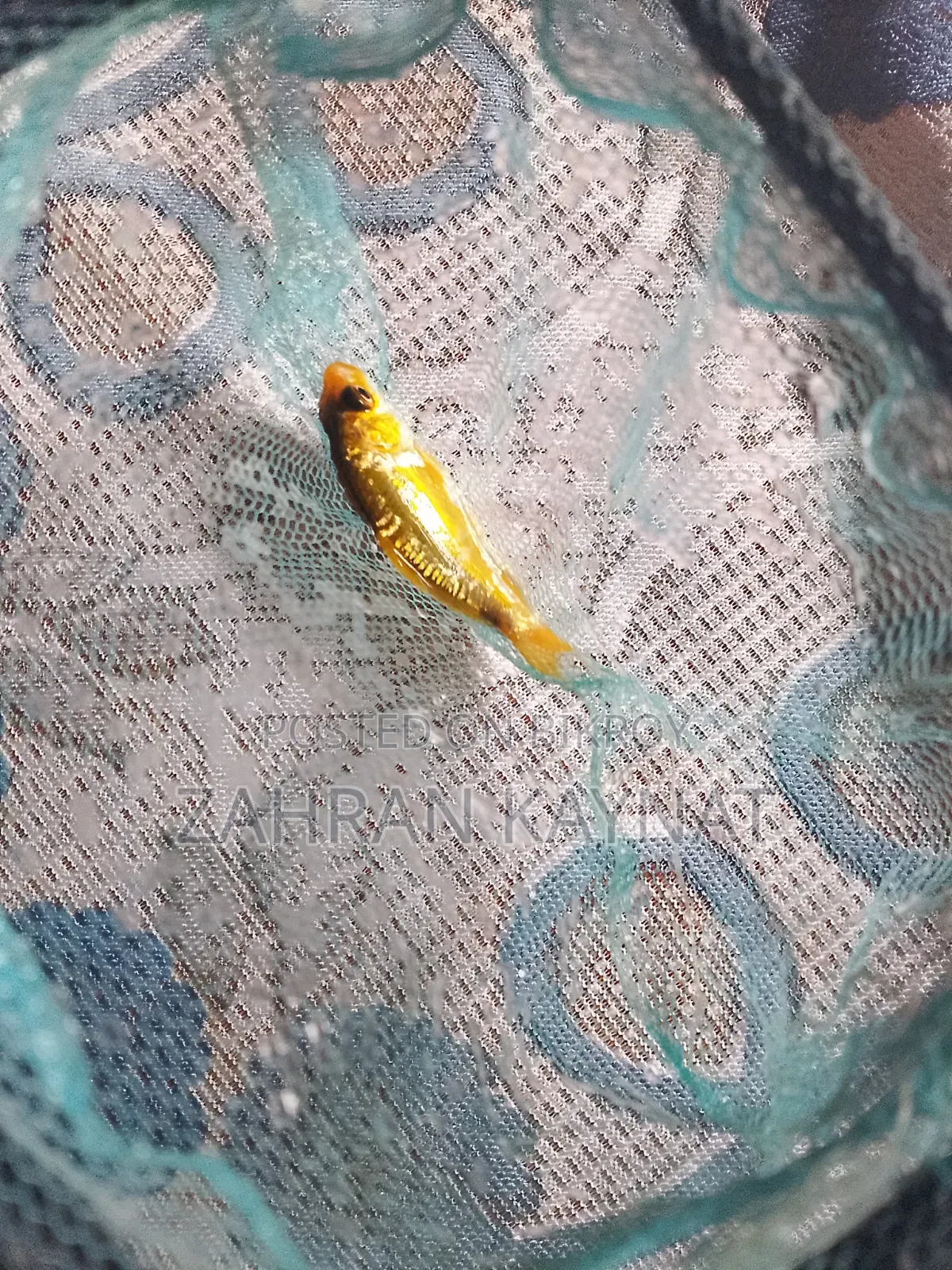 কই কার্প অ্যাকোয়ারিয়াম মাছ
