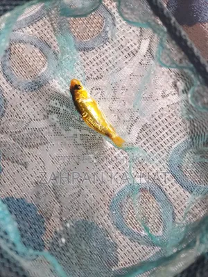 কই কার্প অ্যাকোয়ারিয়াম মাছ