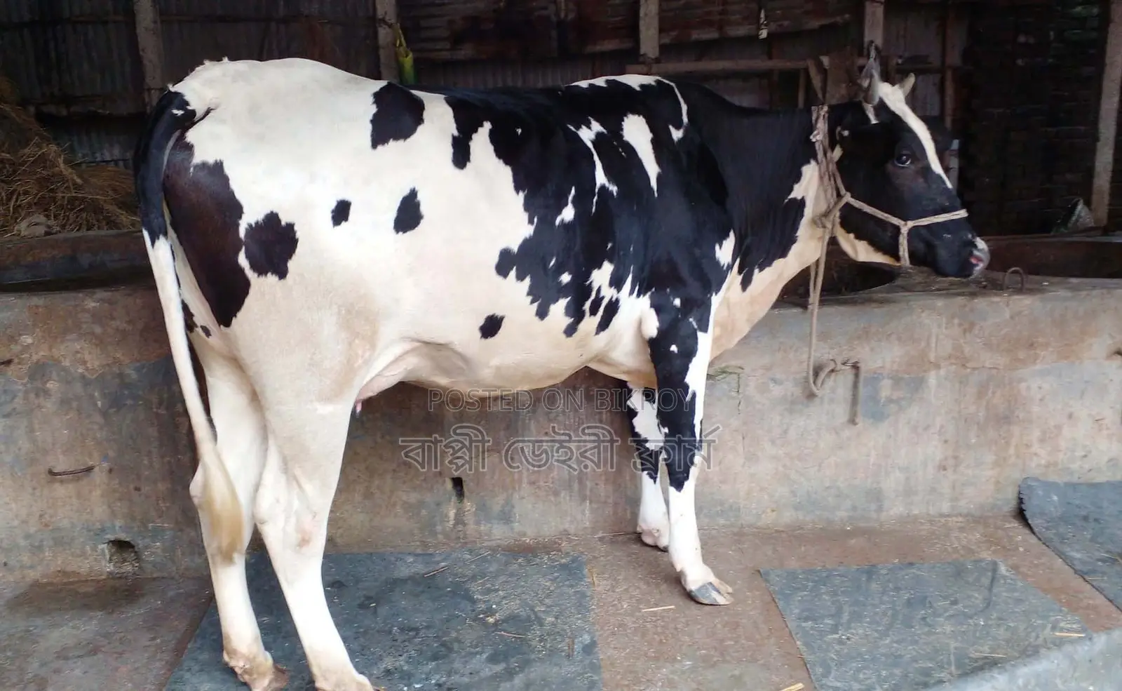 Good breed dairy cow for rearing, number 1577.