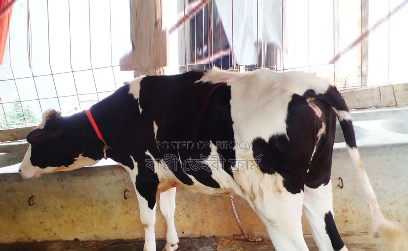 Heifer cow no. 1578 for sale.