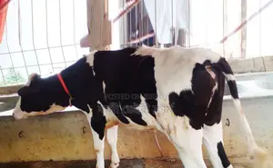 Heifer cow no. 1578 for sale.
