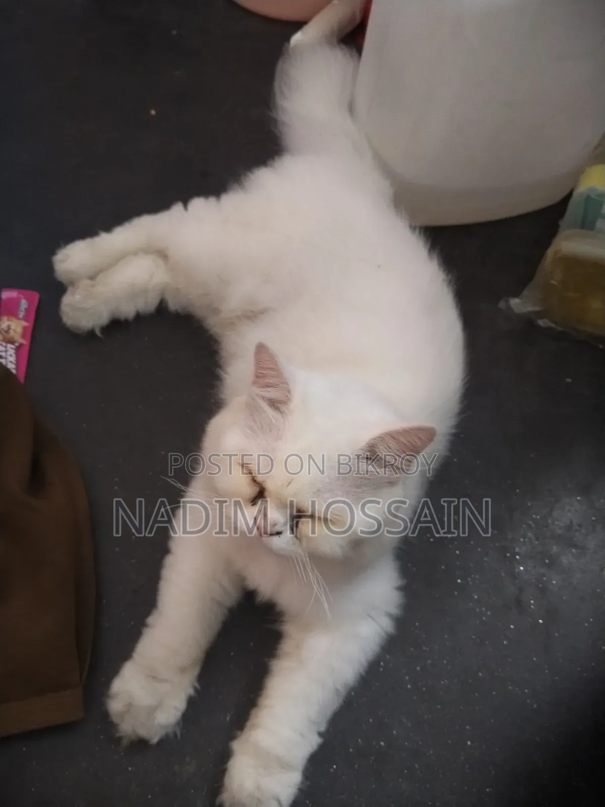 ৬-১২ মাসের পুরুষ খাঁটি পার্সিয়ান বিড়াল