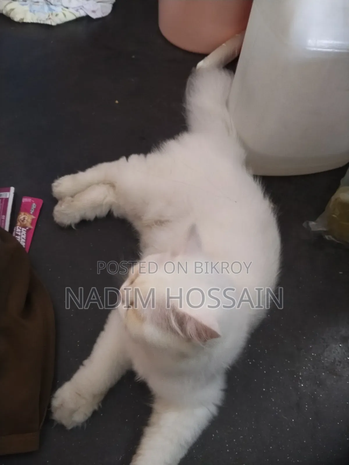৬-১২ মাসের পুরুষ খাঁটি পার্সিয়ান বিড়াল