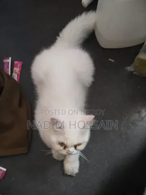 ৬-১২ মাসের পুরুষ খাঁটি পার্সিয়ান বিড়াল