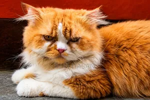 1+ Year Male Purebred Persian