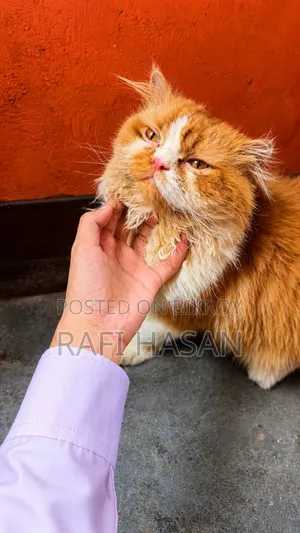 1+ Year Male Purebred Persian