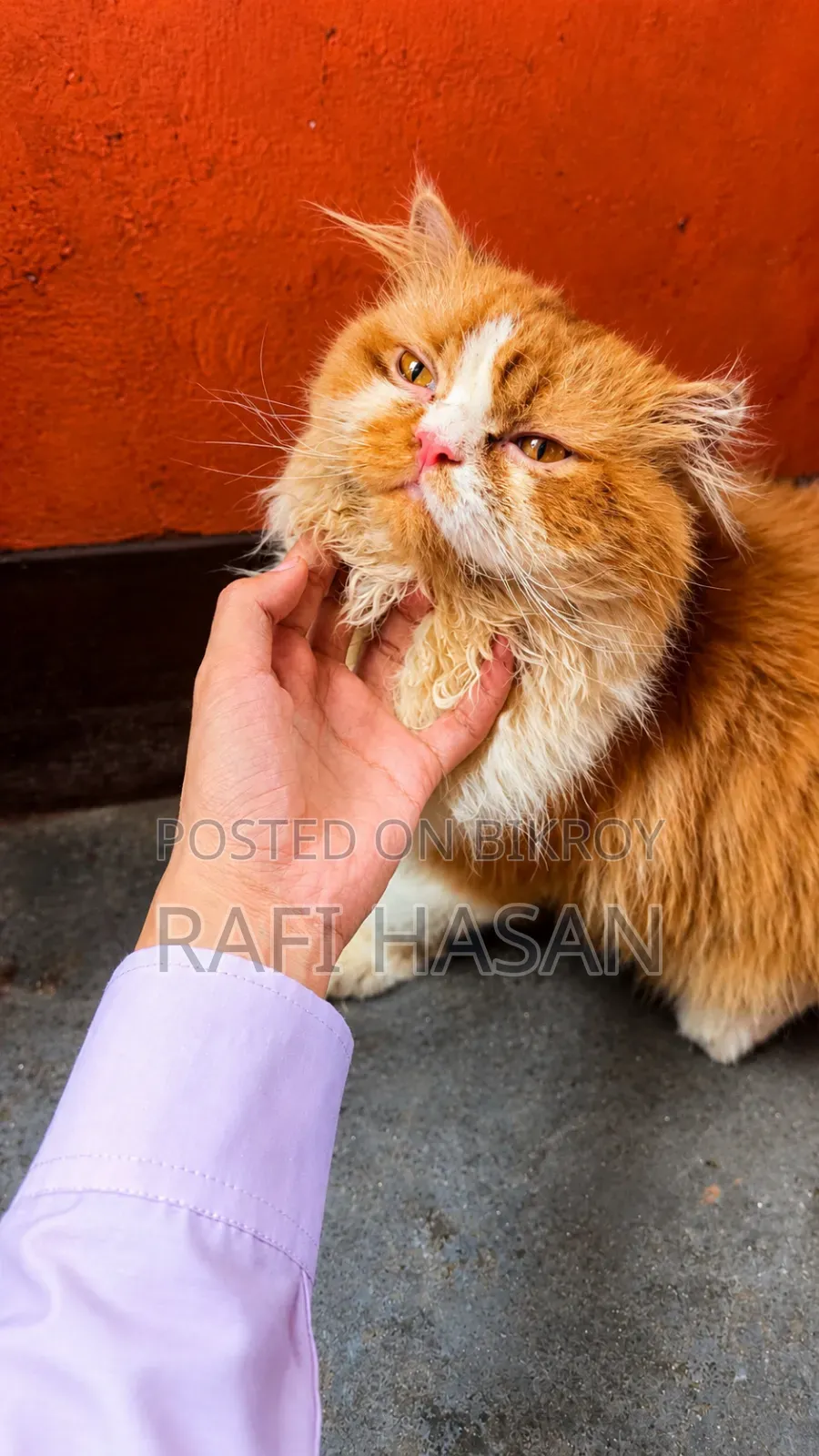 1+ Year Male Purebred Persian