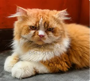 1+ Year Male Purebred Persian