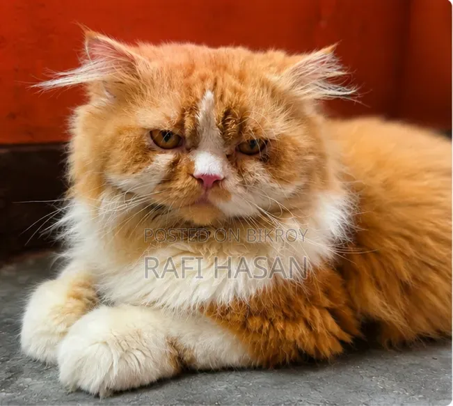 1+ Year Male Purebred Persian